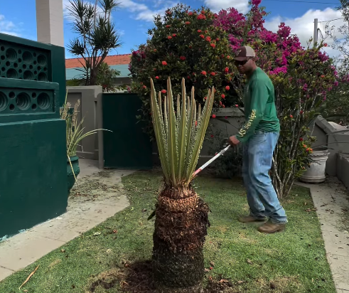 Poda de planta grande no jardim